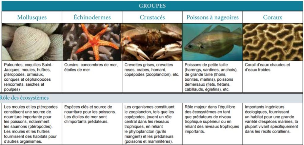 Acidification Des Océans Et Changement Climatique