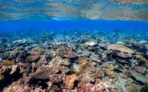 Acidification des océans