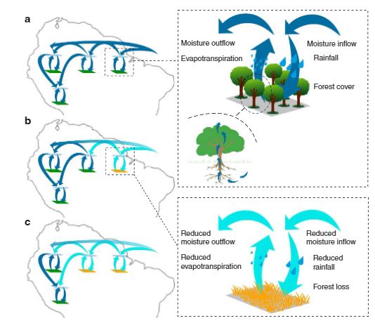 Schematic representation of domino effects in the vegetation-rain system in the Amazon
Source: Zemp &amp; al. 2016