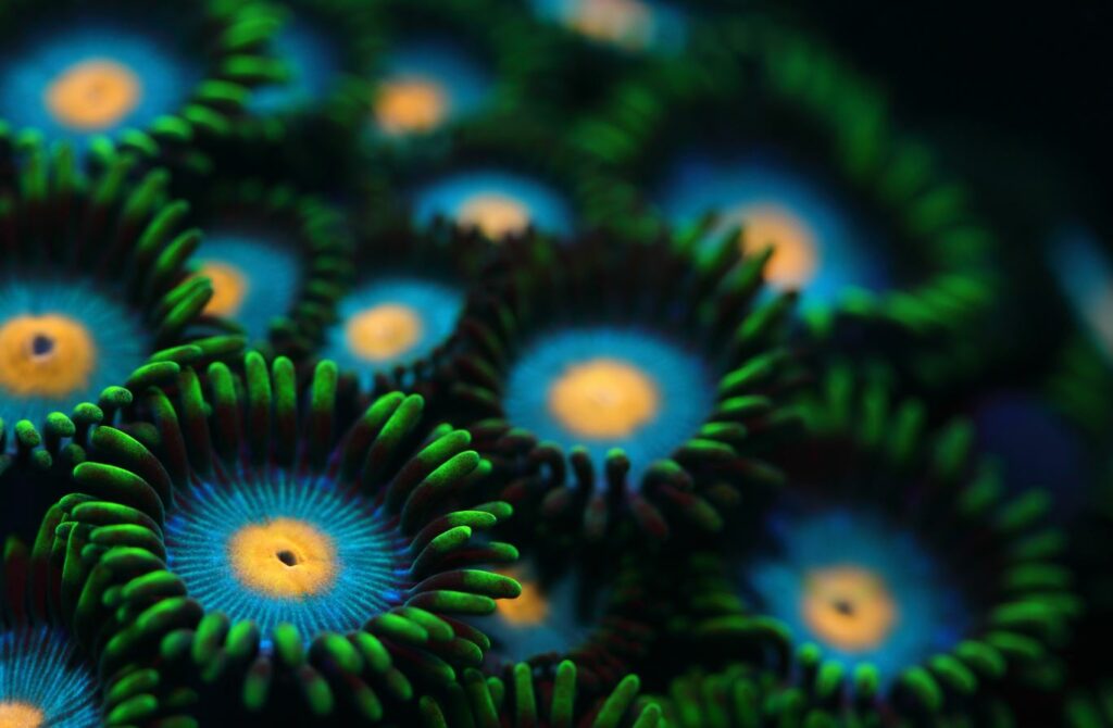Colonie de polypes.  Crédit: Ramona Osche / Ocean Image Bank
