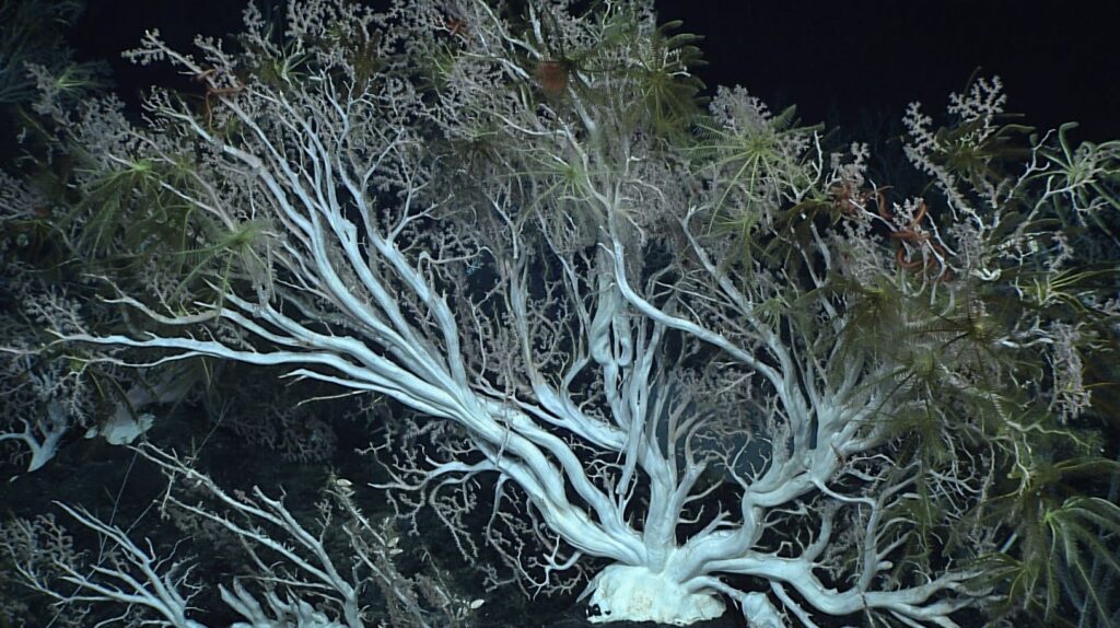 Un “corail rose" observé à 1654 mètres de profondeur. Crédit: NOAA Office of Ocean Exploration and Research, Deep-Sea Symphony: Exploring the Musicians Seamounts