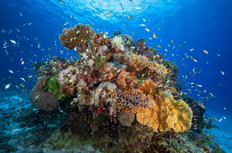 récifs coralliens vignette