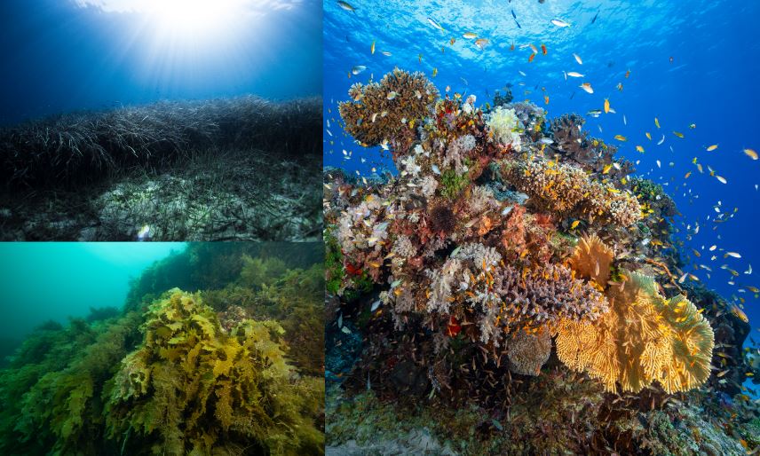 Herbiers marins (en haut à gauche), forêts de laminaires (en bas à gauche) et récifs coralliens sont très vulnérables aux canicules océaniques. Source: Ocean Image Bank
