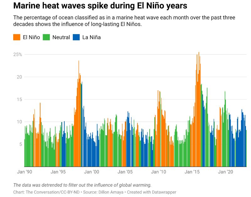 Canicules marines en fonction des périodes El Nina/La nina. On voit que les vagues de chaleur sont bien plus intenses pendant les périodes El Nino. 