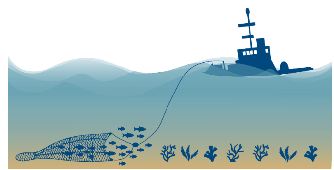 Le chalutage est une méthode de pêche qui consiste à râcler un filet sur les fonds marins, qui avale tout sur son passage. Source: Transform Bottom Trawling
