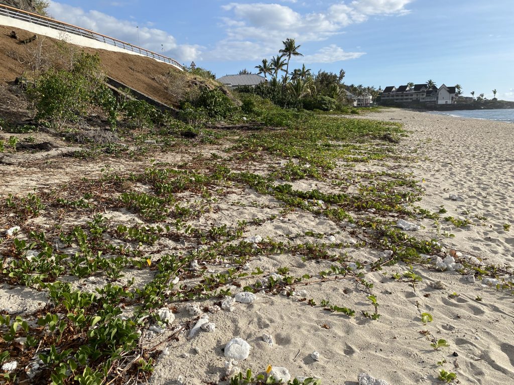 Restauration de la végétation indigène du littoral par le Centre d’Étude et de Découverte des Tortues Marines à La Réunion © Virginie Duvat