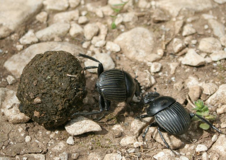 Exemple de la complexité de la biodiversité : ls coléoptères bousiers recyclent les faeces de mammifères ; faute de bousiers ad hoc, l’Australie a dû en importer en regard de ses troupeaux de bovins domestiques, pour restaurer l’état de ses prairies. Photo Rafael Brix, CC BY 2.5