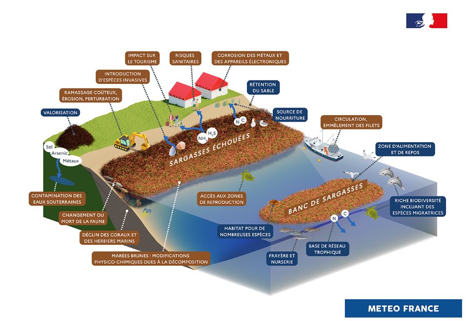 Fig.2 Importance écologique (bleu) et impacts des échouements (marron) de Sargasses
