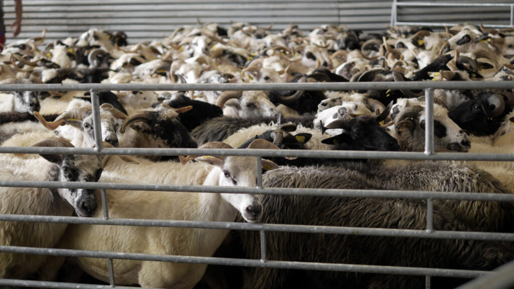 Animaux manges vignette