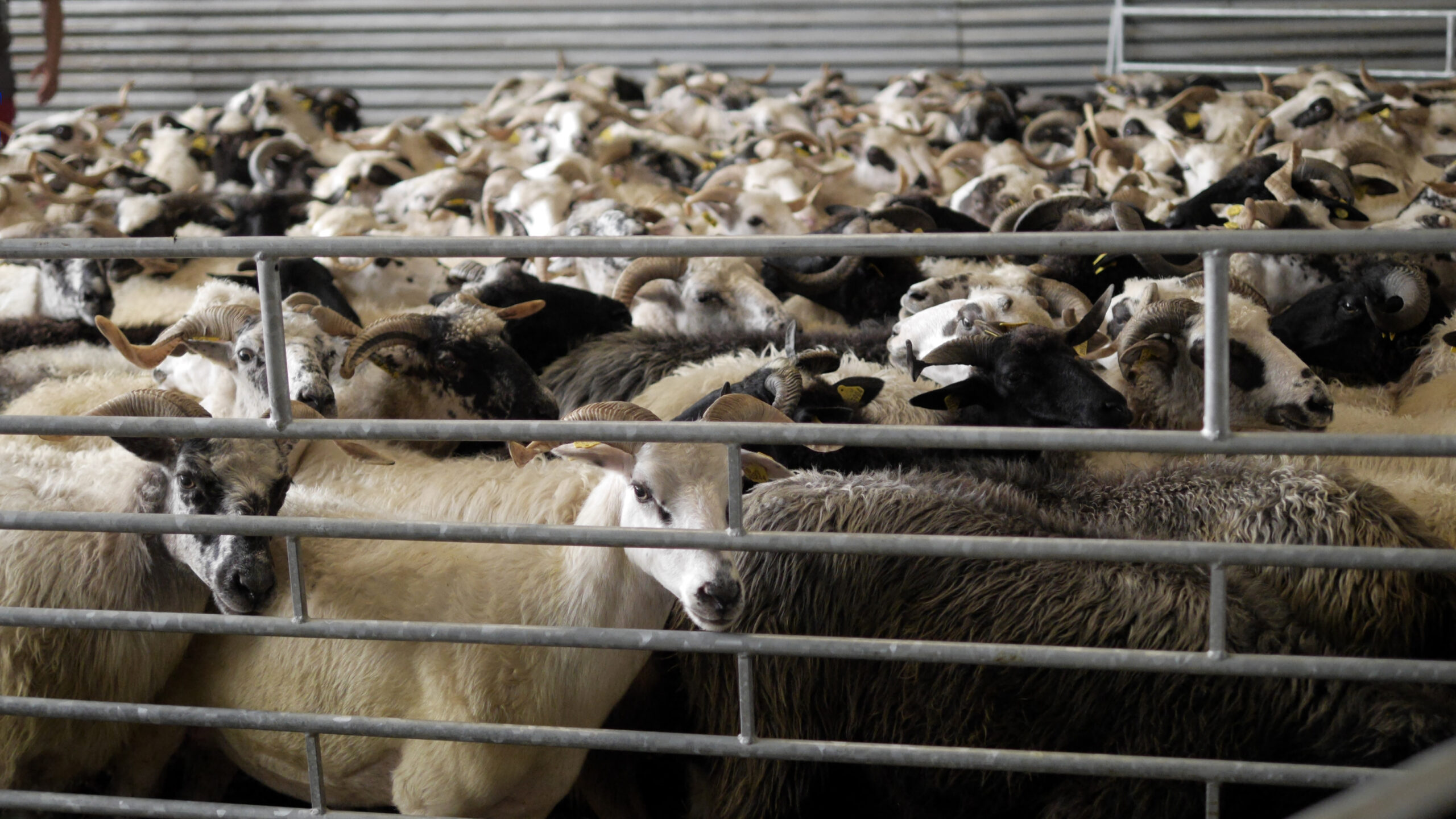 Animaux manges vignette