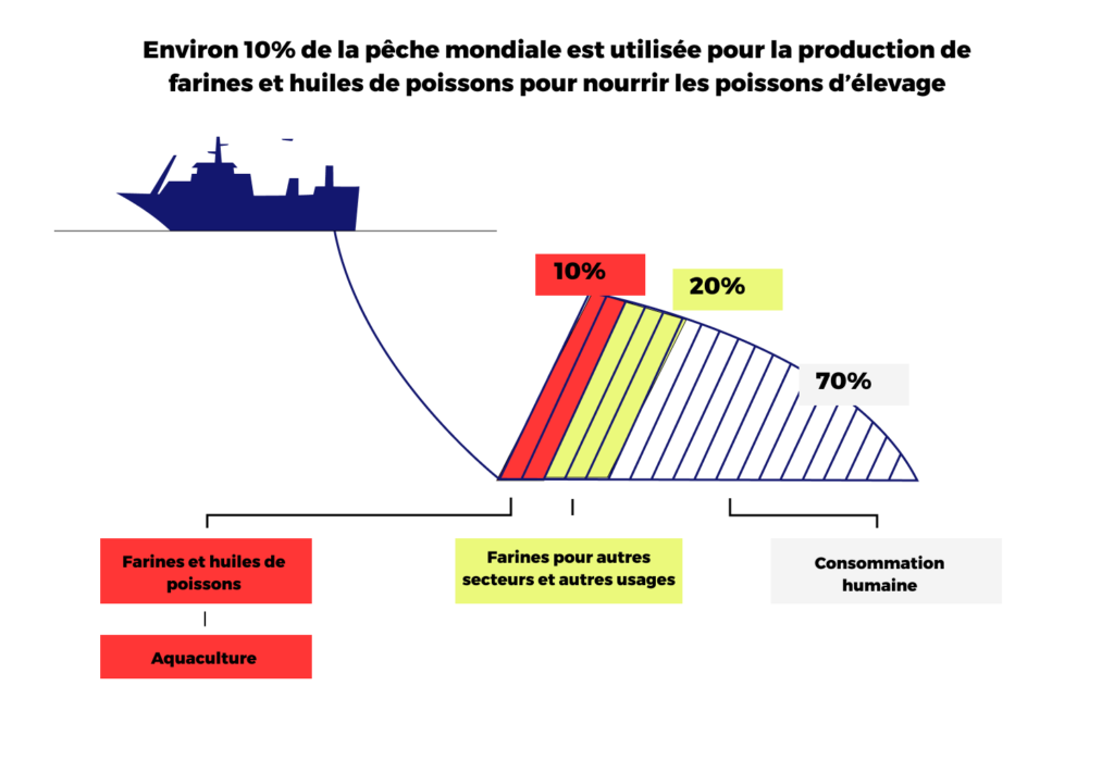 Cette image représente une infographie produite par le rapport Pinkbombs. Elle montre que 10% de la pêche mondiale est utilisée pour la production de farines et huiles de poissons pour nourrir les poissons d'élevage. 